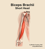 The short head of the biceps brachii muscle of the arm - orientation 13