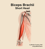 The short head of the biceps brachii muscle of the arm - orientation 14