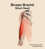 The short head of the biceps brachii muscle of the arm - orientation 15