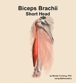 The short head of the biceps brachii muscle of the arm - orientation 16