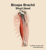 The short head of the biceps brachii muscle of the arm - orientation 2