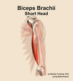 The short head of the biceps brachii muscle of the arm - orientation 3