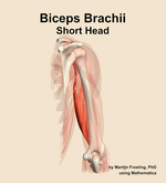 The short head of the biceps brachii muscle of the arm - orientation 4