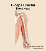 The short head of the biceps brachii muscle of the arm - orientation 5
