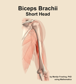 The short head of the biceps brachii muscle of the arm - orientation 6