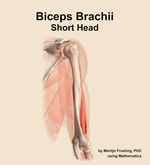 The short head of the biceps brachii muscle of the arm - orientation 7