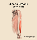 The short head of the biceps brachii muscle of the arm - orientation 8