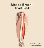 The short head of the biceps brachii muscle of the arm - orientation 9
