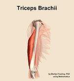 The triceps brachii muscle of the arm - orientation 10
