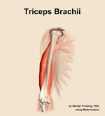 The triceps brachii muscle of the arm - orientation 11