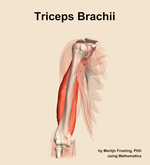 The triceps brachii muscle of the arm - orientation 12