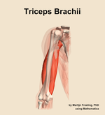 The triceps brachii muscle of the arm - orientation 13