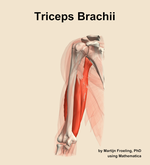 The triceps brachii muscle of the arm - orientation 14