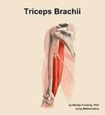 The triceps brachii muscle of the arm - orientation 15