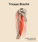 The triceps brachii muscle of the arm - orientation 16
