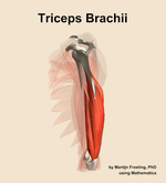 The triceps brachii muscle of the arm - orientation 2