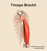 The triceps brachii muscle of the arm - orientation 3