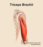 The triceps brachii muscle of the arm - orientation 4