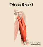 The triceps brachii muscle of the arm - orientation 5