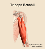 The triceps brachii muscle of the arm - orientation 6