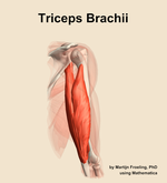 The triceps brachii muscle of the arm - orientation 7