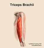 The triceps brachii muscle of the arm - orientation 8