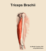 The triceps brachii muscle of the arm - orientation 9