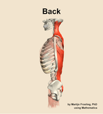 Muscles of the Back - orientation 1