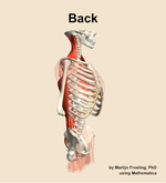 Muscles of the Back - orientation 10