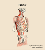 Muscles of the Back - orientation 11