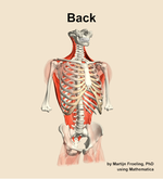 Muscles of the Back - orientation 12
