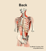 Muscles of the Back - orientation 14
