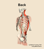 Muscles of the Back - orientation 15
