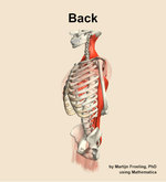 Muscles of the Back - orientation 16