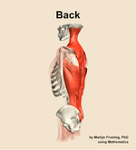 Muscles of the Back - orientation 2
