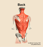 Muscles of the Back - orientation 4