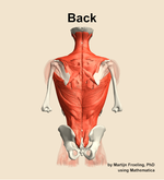 Muscles of the Back - orientation 5
