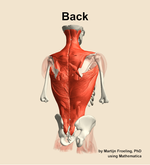 Muscles of the Back - orientation 6