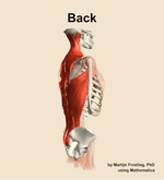 Muscles of the Back - orientation 8