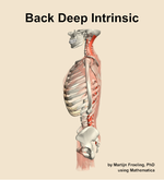 Muscles of the deep intrinsic compartment of the back - orientation 1