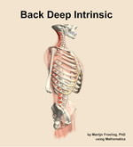 Muscles of the deep intrinsic compartment of the back - orientation 10