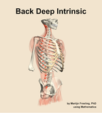 Muscles of the deep intrinsic compartment of the back - orientation 11