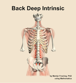 Muscles of the deep intrinsic compartment of the back - orientation 13