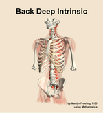 Muscles of the deep intrinsic compartment of the back - orientation 14