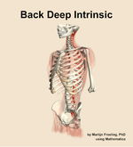 Muscles of the deep intrinsic compartment of the back - orientation 15