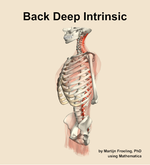 Muscles of the deep intrinsic compartment of the back - orientation 16