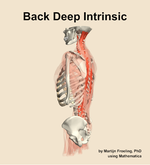 Muscles of the deep intrinsic compartment of the back - orientation 2