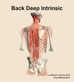 Muscles of the deep intrinsic compartment of the back - orientation 6