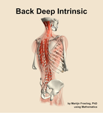 Muscles of the deep intrinsic compartment of the back - orientation 7