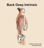 Muscles of the deep intrinsic compartment of the back - orientation 8